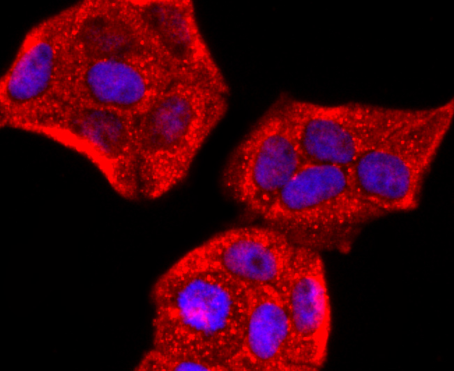 ICC staining of Perilipin A in Hela cells (red). Formalin fixed cells were permeabilized with 0.1% Triton X-100 in TBS for 10 minutes at room temperature and blocked with 1% Blocker BSA for 15 minutes at room temperature. Cells were probed with the primary antibody (ET1703-38, 1/50) for 1 hour at room temperature, washed with PBS. Alexa Fluor®594 Goat anti-Rabbit IgG was used as the secondary antibody at 1/1,000 dilution. The nuclear counter stain is DAPI (blue).