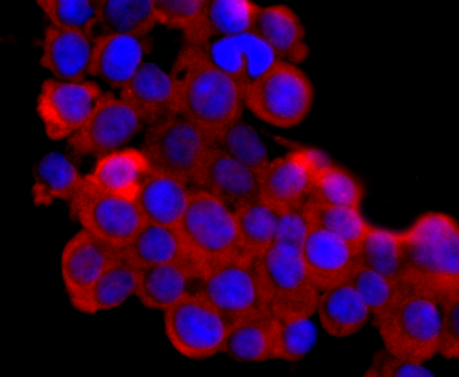 ICC staining of Lipocalin-2 in 293T cells (red). Formalin fixed cells were permeabilized with 0.1% Triton X-100 in TBS for 10 minutes at room temperature and blocked with 10% negative goat serum for 15 minutes at room temperature. Cells were probed with the primary antibody (ET1703-39, 1/50) for 1 hour at room temperature, washed with PBS. Alexa Fluor®594 conjugate-Goat anti-Rabbit IgG was used as the secondary antibody at 1/1,000 dilution. The nuclear counter stain is DAPI (blue).