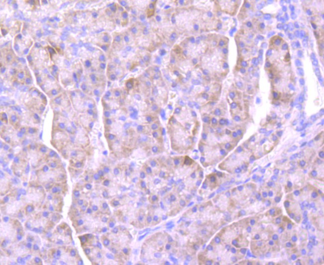 Immunohistochemical analysis of paraffin-embedded human pancreas tissue using anti-Lipocalin-2 antibody. The section was pre-treated using heat mediated antigen retrieval with Tris-EDTA buffer (pH 9.0) for 20 minutes.The tissues were blocked in 1% BSA for 30 minutes at room temperature, washed with ddH2O and PBS, and then probed with the primary antibody (ET1703-39, 1/50) for 30 minutes at room temperature. The detection was performed using an HRP conjugated compact polymer system. DAB was used as the chromogen. Tissues were counterstained with hematoxylin and mounted with DPX.