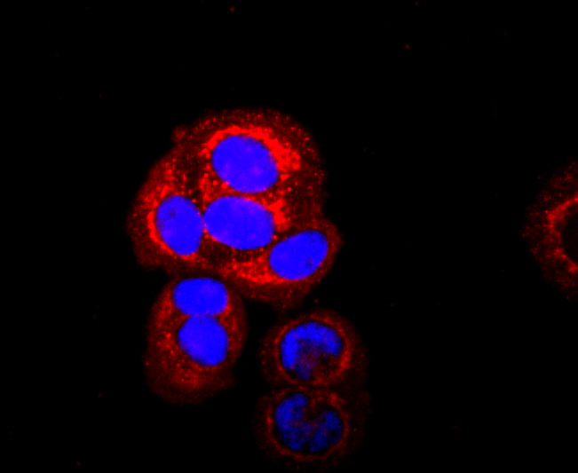 ICC staining of SDHA in HepG2 cells (red). Formalin fixed cells were permeabilized with 0.1% Triton X-100 in TBS for 10 minutes at room temperature and blocked with 10% negative goat serum for 15 minutes at room temperature. Cells were probed with the primary antibody (ET1703-40, 1/50) for 1 hour at room temperature, washed with PBS. Alexa Fluor®594 conjugate-Goat anti-Rabbit IgG was used as the secondary antibody at 1/1,000 dilution. The nuclear counter stain is DAPI (blue).