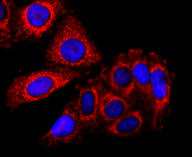ICC staining of SDHA in NIH/3T3 cells (red). Formalin fixed cells were permeabilized with 0.1% Triton X-100 in TBS for 10 minutes at room temperature and blocked with 10% negative goat serum for 15 minutes at room temperature. Cells were probed with the primary antibody (ET1703-40, 1/50) for 1 hour at room temperature, washed with PBS. Alexa Fluor®594 conjugate-Goat anti-Rabbit IgG was used as the secondary antibody at 1/1,000 dilution. The nuclear counter stain is DAPI (blue).