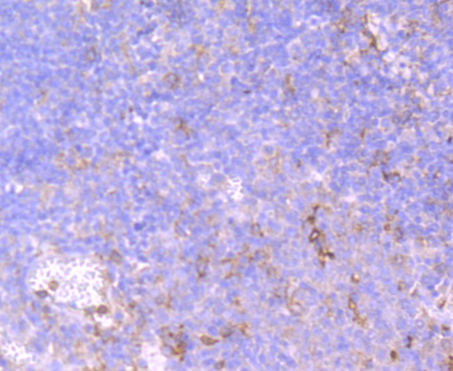 Immunohistochemical analysis of paraffin-embedded human tonsil tissue using anti-CD32 antibody. The section was pre-treated using heat mediated antigen retrieval with Tris-EDTA buffer (pH 9.0) for 20 minutes.The tissues were blocked in 1% BSA for 30 minutes at room temperature, washed with ddH2O and PBS, and then probed with the primary antibody (ET1703-43, 1/50) for 30 minutes at room temperature. The detection was performed using an HRP conjugated compact polymer system. DAB was used as the chromogen. Tissues were counterstained with hematoxylin and mounted with DPX.