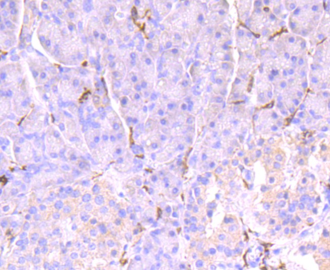 Immunohistochemical analysis of paraffin-embedded human pancreas tissue using anti-CD32 antibody. The section was pre-treated using heat mediated antigen retrieval with Tris-EDTA buffer (pH 9.0) for 20 minutes.The tissues were blocked in 1% BSA for 30 minutes at room temperature, washed with ddH2O and PBS, and then probed with the primary antibody (ET1703-43, 1/50) for 30 minutes at room temperature. The detection was performed using an HRP conjugated compact polymer system. DAB was used as the chromogen. Tissues were counterstained with hematoxylin and mounted with DPX.