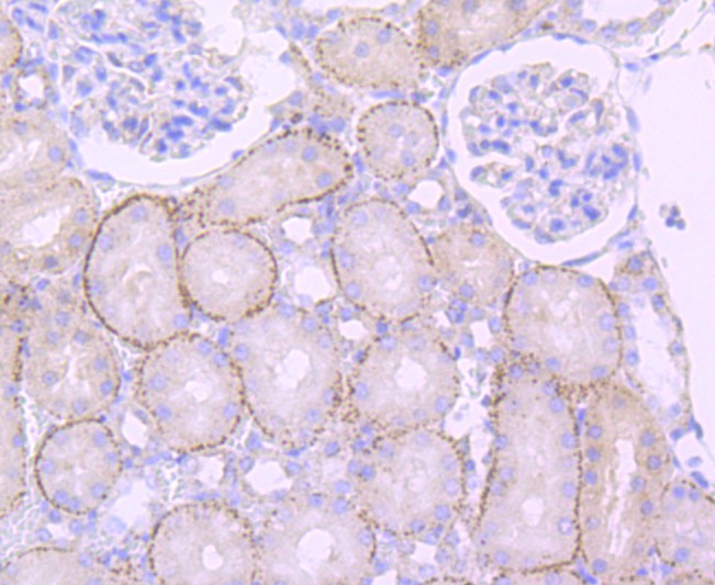 Immunohistochemical analysis of paraffin-embedded rat kidney tissue using anti-Cathepsin L/V/K/H antibody. The section was pre-treated using heat mediated antigen retrieval with Tris-EDTA buffer (pH 8.0-8.4) for 20 minutes.The tissues were blocked in 5% BSA for 30 minutes at room temperature, washed with ddH2O and PBS, and then probed with the primary antibody (ET1703-44, 1/50) for 30 minutes at room temperature. The detection was performed using an HRP conjugated compact polymer system. DAB was used as the chromogen. Tissues were counterstained with hematoxylin and mounted with DPX.