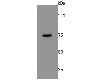 Western blot analysis of DRD1 on mouse kidney tissue lysates. Proteins were transferred to a PVDF membrane and blocked with 5% BSA in PBS for 1 hour at room temperature. The primary antibody (ET1703-45, 1/500) was used in 5% BSA at room temperature for 2 hours. Goat Anti-Rabbit IgG - HRP Secondary Antibody (HA1001) at 1:200,000 dilution was used for 1 hour at room temperature.