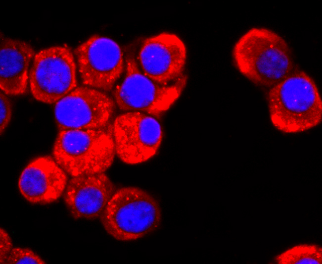 ICC staining of DRD1 in SH-SY5Y cells (red). Formalin fixed cells were permeabilized with 0.1% Triton X-100 in TBS for 10 minutes at room temperature and blocked with 10% negative goat serum for 15 minutes at room temperature. Cells were probed with the primary antibody (ET1703-45, 1/50) for 1 hour at room temperature, washed with PBS. Alexa Fluor®594 conjugate-Goat anti-Rabbit IgG was used as the secondary antibody at 1/1,000 dilution. The nuclear counter stain is DAPI (blue).