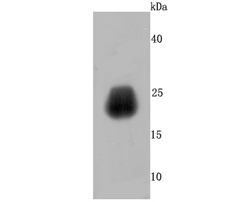 Western blot analysis of Growth Hormone on human placenta tissue lysates. Proteins were transferred to a PVDF membrane and blocked with 5% NFDM/TBST in PBS for 1 hour at room temperature. The primary antibody (ET1703-47, 1/500) was used in 5% NFDM/TBST at room temperature for 2 hours. Goat Anti-Rabbit IgG - HRP Secondary Antibody (HA1001) at 1:200,000 dilution was used for 1 hour at room temperature.<br />
<br />
Predicted band size: 25 kDa<br />
Observed band size: 25 kDa