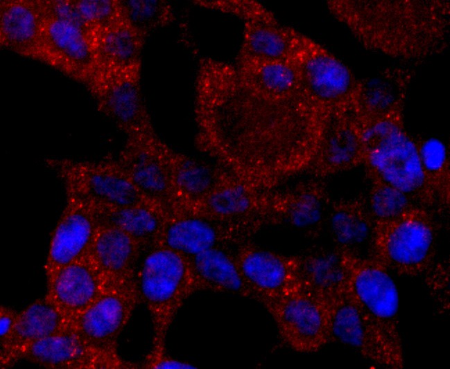 ICC staining of CYP2E1 in 293T cells (red). Formalin fixed cells were permeabilized with 0.1% Triton X-100 in TBS for 10 minutes at room temperature and blocked with 1% Blocker BSA for 15 minutes at room temperature. Cells were probed with the primary antibody (ET1703-48, 1/50) for 1 hour at room temperature, washed with PBS. Alexa Fluor®594 Goat anti-Rabbit IgG was used as the secondary antibody at 1/1,000 dilution. The nuclear counter stain is DAPI (blue).