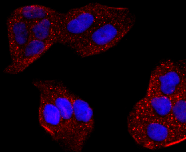 ICC staining of CYP2E1 in Hela cells (red). Formalin fixed cells were permeabilized with 0.1% Triton X-100 in TBS for 10 minutes at room temperature and blocked with 1% Blocker BSA for 15 minutes at room temperature. Cells were probed with the primary antibody (ET1703-48, 1/50) for 1 hour at room temperature, washed with PBS. Alexa Fluor®594 Goat anti-Rabbit IgG was used as the secondary antibody at 1/1,000 dilution. The nuclear counter stain is DAPI (blue).