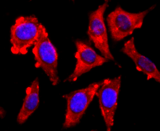 ICC staining of VAMP2 in SH-SY5Y cells (red). Formalin fixed cells were permeabilized with 0.1% Triton X-100 in TBS for 10 minutes at room temperature and blocked with 10% negative goat serum for 15 minutes at room temperature. Cells were probed with the primary antibody (ET1703-50, 1/50) for 1 hour at room temperature, washed with PBS. Alexa Fluor®594 conjugate-Goat anti-Rabbit IgG was used as the secondary antibody at 1/1,000 dilution. The nuclear counter stain is DAPI (blue).