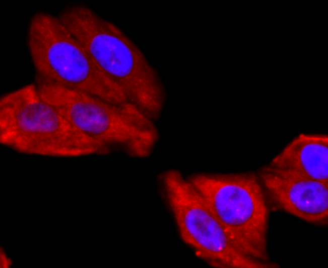 ICC staining of ATP5A1 in HepG2 cells (red). Formalin fixed cells were permeabilized with 0.1% Triton X-100 in TBS for 10 minutes at room temperature and blocked with 1% Blocker BSA for 15 minutes at room temperature. Cells were probed with the primary antibody (ET1703-53, 1/50) for 1 hour at room temperature, washed with PBS. Alexa Fluor®594 Goat anti-Rabbit IgG was used as the secondary antibody at 1/1,000 dilution. The nuclear counter stain is DAPI (blue).