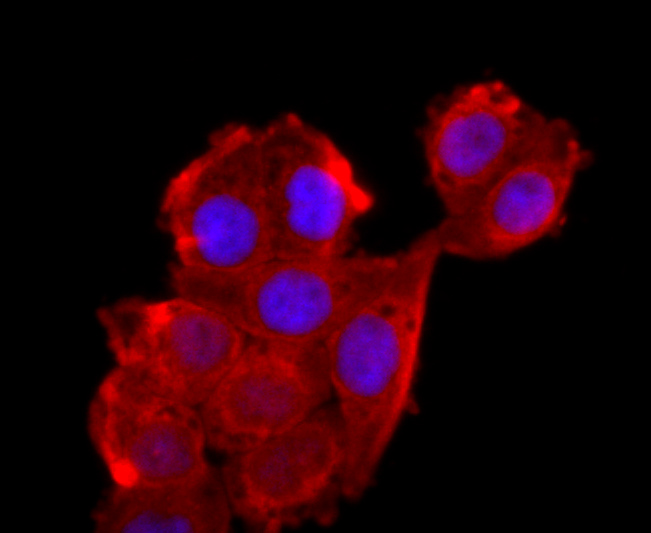 ICC staining of ATP5A1 in Hela cells (red). Formalin fixed cells were permeabilized with 0.1% Triton X-100 in TBS for 10 minutes at room temperature and blocked with 1% Blocker BSA for 15 minutes at room temperature. Cells were probed with the primary antibody (ET1703-53, 1/50) for 1 hour at room temperature, washed with PBS. Alexa Fluor®594 Goat anti-Rabbit IgG was used as the secondary antibody at 1/1,000 dilution. The nuclear counter stain is DAPI (blue).
