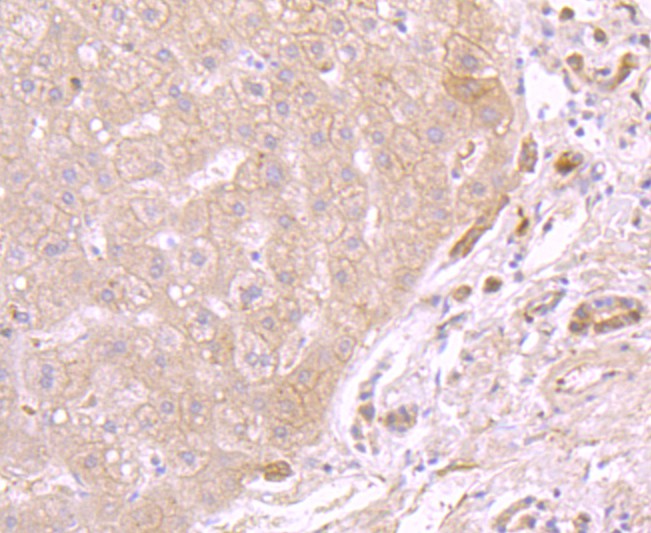 Immunohistochemical analysis of paraffin-embedded human liver tissue using anti-ATP5A1 antibody. The section was pre-treated using heat mediated antigen retrieval with Tris-EDTA buffer (pH 8.0-8.4) for 20 minutes.The tissues were blocked in 5% BSA for 30 minutes at room temperature, washed with ddH2O and PBS, and then probed with the primary antibody (ET1703-53, 1/50) for 30 minutes at room temperature. The detection was performed using an HRP conjugated compact polymer system. DAB was used as the chromogen. Tissues were counterstained with hematoxylin and mounted with DPX.