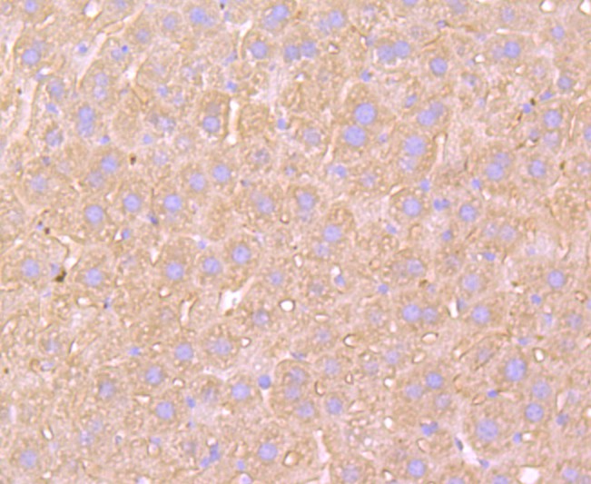 Immunohistochemical analysis of paraffin-embedded mouse liver tissue using anti-ATP5A1 antibody. The section was pre-treated using heat mediated antigen retrieval with Tris-EDTA buffer (pH 8.0-8.4) for 20 minutes.The tissues were blocked in 5% BSA for 30 minutes at room temperature, washed with ddH2O and PBS, and then probed with the primary antibody (ET1703-53, 1/50) for 30 minutes at room temperature. The detection was performed using an HRP conjugated compact polymer system. DAB was used as the chromogen. Tissues were counterstained with hematoxylin and mounted with DPX.