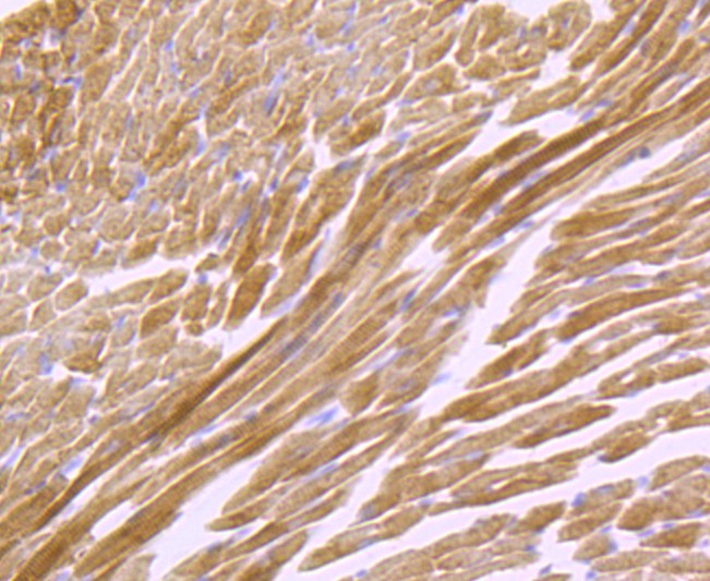 Immunohistochemical analysis of paraffin-embedded mouse heart tissue using anti-ATP5A1 antibody. The section was pre-treated using heat mediated antigen retrieval with Tris-EDTA buffer (pH 8.0-8.4) for 20 minutes.The tissues were blocked in 5% BSA for 30 minutes at room temperature, washed with ddH2O and PBS, and then probed with the primary antibody (ET1703-53, 1/50) for 30 minutes at room temperature. The detection was performed using an HRP conjugated compact polymer system. DAB was used as the chromogen. Tissues were counterstained with hematoxylin and mounted with DPX.