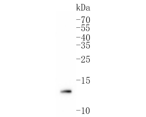 Western blot analysis of FKBP12 on mouse brain tissue lysates. Proteins were transferred to a PVDF membrane and blocked with 5% BSA in PBS for 1 hour at room temperature. The primary antibody (ET1703-55, 1/500) was used in 5% BSA at room temperature for 2 hours. Goat Anti-Rabbit IgG - HRP Secondary Antibody (HA1001) at 1:200,000 dilution was used for 1 hour at room temperature.