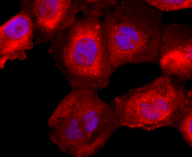 ICC staining of FKBP12 in A431 cells (red). Formalin fixed cells were permeabilized with 0.1% Triton X-100 in TBS for 10 minutes at room temperature and blocked with 1% Blocker BSA for 15 minutes at room temperature. Cells were probed with the primary antibody (ET1703-55, 1/50) for 1 hour at room temperature, washed with PBS. Alexa Fluor®594 Goat anti-Rabbit IgG was used as the secondary antibody at 1/1,000 dilution. The nuclear counter stain is DAPI (blue).