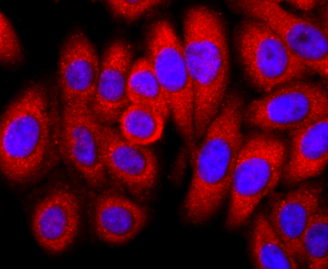 ICC staining of FKBP12 in HepG2 cells (red). Formalin fixed cells were permeabilized with 0.1% Triton X-100 in TBS for 10 minutes at room temperature and blocked with 1% Blocker BSA for 15 minutes at room temperature. Cells were probed with the primary antibody (ET1703-55, 1/50) for 1 hour at room temperature, washed with PBS. Alexa Fluor®594 Goat anti-Rabbit IgG was used as the secondary antibody at 1/1,000 dilution. The nuclear counter stain is DAPI (blue).