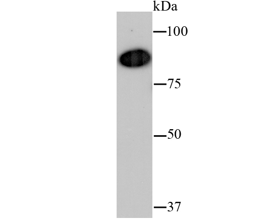 Western blot analysis of VCP on hybrid fish (crucian-carp) heart tissue lysates. Proteins were transferred to a PVDF membrane and blocked with 5% BSA in PBS for 1 hour at room temperature. The primary antibody (ET1703-56, 1/500) was used in 5% BSA at room temperature for 2 hours. Goat Anti-Rabbit IgG - HRP Secondary Antibody (HA1001) at 1:200,000 dilution was used for 1 hour at room temperature.