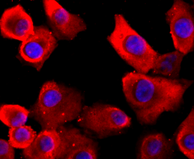 ICC staining of VCP in A549 cells (red). Formalin fixed cells were permeabilized with 0.1% Triton X-100 in TBS for 10 minutes at room temperature and blocked with 1% Blocker BSA for 15 minutes at room temperature. Cells were probed with the primary antibody (ET1703-56, 1/50) for 1 hour at room temperature, washed with PBS. Alexa Fluor®594 Goat anti-Rabbit IgG was used as the secondary antibody at 1/1,000 dilution. The nuclear counter stain is DAPI (blue).