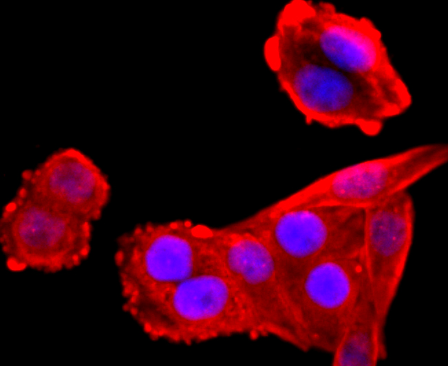 ICC staining of VCP in Hela cells (red). Formalin fixed cells were permeabilized with 0.1% Triton X-100 in TBS for 10 minutes at room temperature and blocked with 1% Blocker BSA for 15 minutes at room temperature. Cells were probed with the primary antibody (ET1703-56, 1/50) for 1 hour at room temperature, washed with PBS. Alexa Fluor®594 Goat anti-Rabbit IgG was used as the secondary antibody at 1/1,000 dilution. The nuclear counter stain is DAPI (blue).