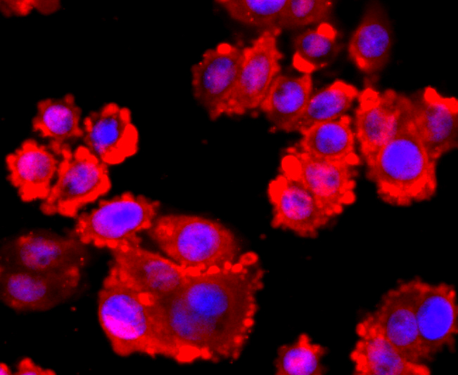 ICC staining of VCP in SW480 cells (red). Formalin fixed cells were permeabilized with 0.1% Triton X-100 in TBS for 10 minutes at room temperature and blocked with 1% Blocker BSA for 15 minutes at room temperature. Cells were probed with the primary antibody (ET1703-56, 1/50) for 1 hour at room temperature, washed with PBS. Alexa Fluor®594 Goat anti-Rabbit IgG was used as the secondary antibody at 1/1,000 dilution. The nuclear counter stain is DAPI (blue).