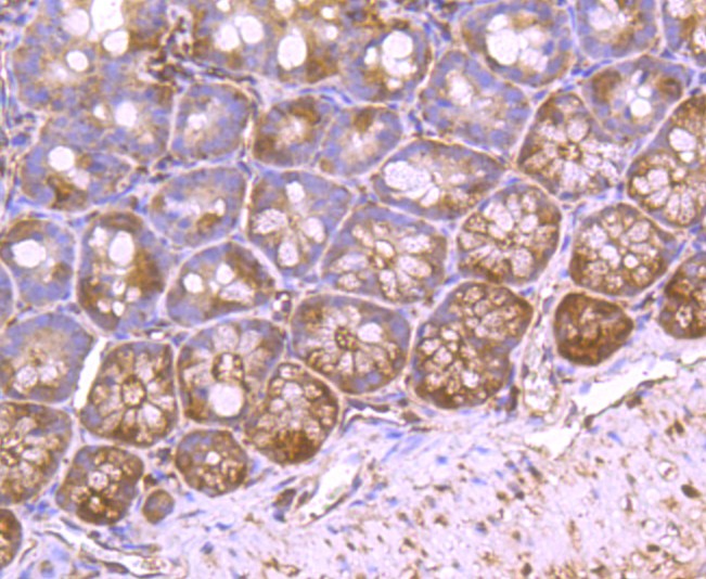 Immunohistochemical analysis of paraffin-embedded mouse colon tissue using anti-VCP antibody. The section was pre-treated using heat mediated antigen retrieval with Tris-EDTA buffer (pH 8.0-8.4) for 20 minutes.The tissues were blocked in 5% BSA for 30 minutes at room temperature, washed with ddH2O and PBS, and then probed with the primary antibody (ET1703-56, 1/50) for 30 minutes at room temperature. The detection was performed using an HRP conjugated compact polymer system. DAB was used as the chromogen. Tissues were counterstained with hematoxylin and mounted with DPX.