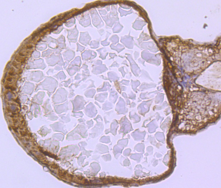Immunohistochemical analysis of paraffin-embedded zebrafish tissue using anti-VCP antibody. The section was pre-treated using heat mediated antigen retrieval with Tris-EDTA buffer (pH 8.0-8.4) for 20 minutes.The tissues were blocked in 5% BSA for 30 minutes at room temperature, washed with ddH2O and PBS, and then probed with the primary antibody (ET1703-56, 1/50) for 30 minutes at room temperature. The detection was performed using an HRP conjugated compact polymer system. DAB was used as the chromogen. Tissues were counterstained with hematoxylin and mounted with DPX.