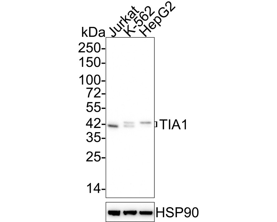 Western blot analysis of TIA1 on Jurkat cell lysates. Proteins were transferred to a PVDF membrane and blocked with 5% BSA in PBS for 1 hour at room temperature. The primary antibody (ET1703-59, 1/500) was used in 5% BSA at room temperature for 2 hours. Goat Anti-Rabbit IgG - HRP Secondary Antibody (HA1001) at 1:5,000 dilution was used for 1 hour at room temperature.