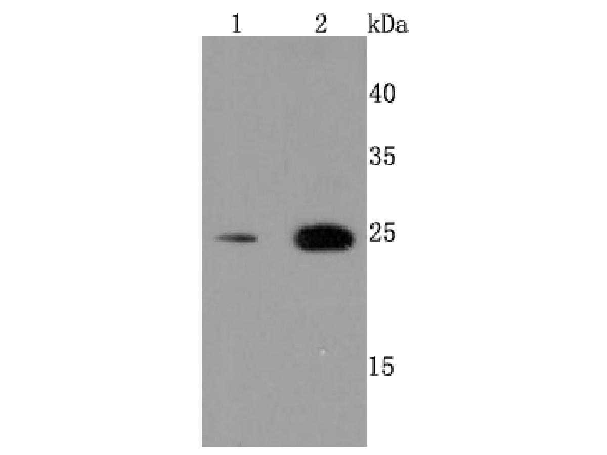 Western blot analysis of PRDX6 on Jurkat cells lysates using anti-PRDX6 antibody at 1/500 dilution.<br />
Positive control: <br />
Line 1: Hela cell lysate        <br />
Line 2:HepG2 cell lysate