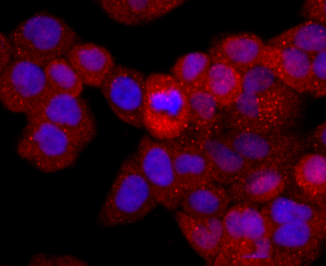 ICC staining of CD40L in Hela cells (red). Formalin fixed cells were permeabilized with 0.1% Triton X-100 in TBS for 10 minutes at room temperature and blocked with 1% Blocker BSA for 15 minutes at room temperature. Cells were probed with the primary antibody (ET1703-64, 1/50) for 1 hour at room temperature, washed with PBS. Alexa Fluor®594 Goat anti-Rabbit IgG was used as the secondary antibody at 1/1,000 dilution. The nuclear counter stain is DAPI (blue).