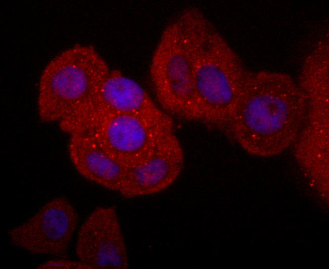 ICC staining of CD40L in MCF-7 cells (red). Formalin fixed cells were permeabilized with 0.1% Triton X-100 in TBS for 10 minutes at room temperature and blocked with 1% Blocker BSA for 15 minutes at room temperature. Cells were probed with the primary antibody (ET1703-64, 1/50) for 1 hour at room temperature, washed with PBS. Alexa Fluor®594 Goat anti-Rabbit IgG was used as the secondary antibody at 1/1,000 dilution. The nuclear counter stain is DAPI (blue).