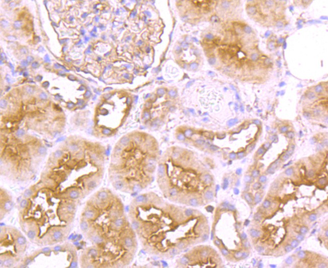 Immunohistochemical analysis of paraffin-embedded mouse brain tissue using anti-FGFR3 antibody. The section was pre-treated using heat mediated antigen retrieval with Tris-EDTA buffer (pH 9.0) for 20 minutes.The tissues were blocked in 5% BSA for 30 minutes at room temperature, washed with ddH2O and PBS, and then probed with the primary antibody (ET1703-65, 1/50) for 30 minutes at room temperature. The detection was performed using an HRP conjugated compact polymer system. DAB was used as the chromogen. Tissues were counterstained with hematoxylin and mounted with DPX.