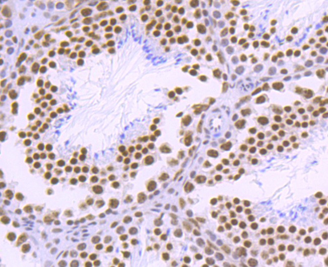 Immunohistochemical analysis of paraffin-embedded mouse testis tissue using anti-PABPN1 antibody. The section was pre-treated using heat mediated antigen retrieval with Tris-EDTA buffer (pH 8.0-8.4) for 20 minutes.The tissues were blocked in 5% BSA for 30 minutes at room temperature, washed with ddH2O and PBS, and then probed with the primary antibody (ET1703-66, 1/50) for 30 minutes at room temperature. The detection was performed using an HRP conjugated compact polymer system. DAB was used as the chromogen. Tissues were counterstained with hematoxylin and mounted with DPX.