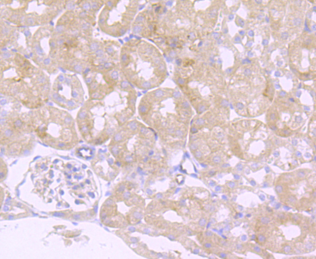 Immunohistochemical analysis of paraffin-embedded mouse kidney tissue using anti-LY6A antibody. Counter stained with hematoxylin.