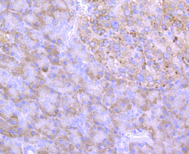 Immunohistochemical analysis of paraffin-embedded human pancreas tissue using anti-ERp57 antibody. Counter stained with hematoxylin.