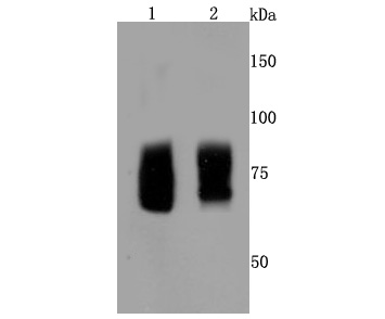 Western blot analysis of FMRP on different lysates. Proteins were transferred to a PVDF membrane and blocked with 5% BSA in PBS for 1 hour at room temperature. The primary antibody (ET1703-70, 1/500) was used in 5% BSA at room temperature for 2 hours. Goat Anti-Rabbit IgG - HRP Secondary Antibody (HA1001) at 1:5,000 dilution was used for 1 hour at room temperature.<br />
Positive control: <br />
Lane 1: Hela cell lysate<br />
Lane 2: K562 cell lysate