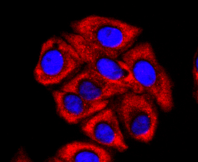 ICC staining of FMRP in HepG2 cells (red). Formalin fixed cells were permeabilized with 0.1% Triton X-100 in TBS for 10 minutes at room temperature and blocked with 1% Blocker BSA for 15 minutes at room temperature. Cells were probed with the primary antibody (ET1703-70, 1/100) for 1 hour at room temperature, washed with PBS. Alexa Fluor®594 Goat anti-Rabbit IgG was used as the secondary antibody at 1/1,000 dilution. The nuclear counter stain is DAPI (blue).