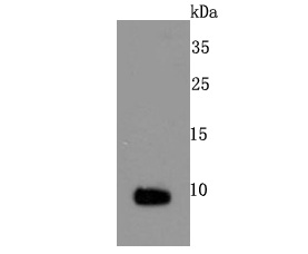 Western blot analysis of S100 alpha on mouse heart tissue lysates. Proteins were transferred to a PVDF membrane and blocked with 5% BSA in PBS for 1 hour at room temperature. The primary antibody (ET1703-72, 1/500) was used in 5% BSA at room temperature for 2 hours. Goat Anti-Rabbit IgG - HRP Secondary Antibody (HA1001) at 1:200,000 dilution was used for 1 hour at room temperature.