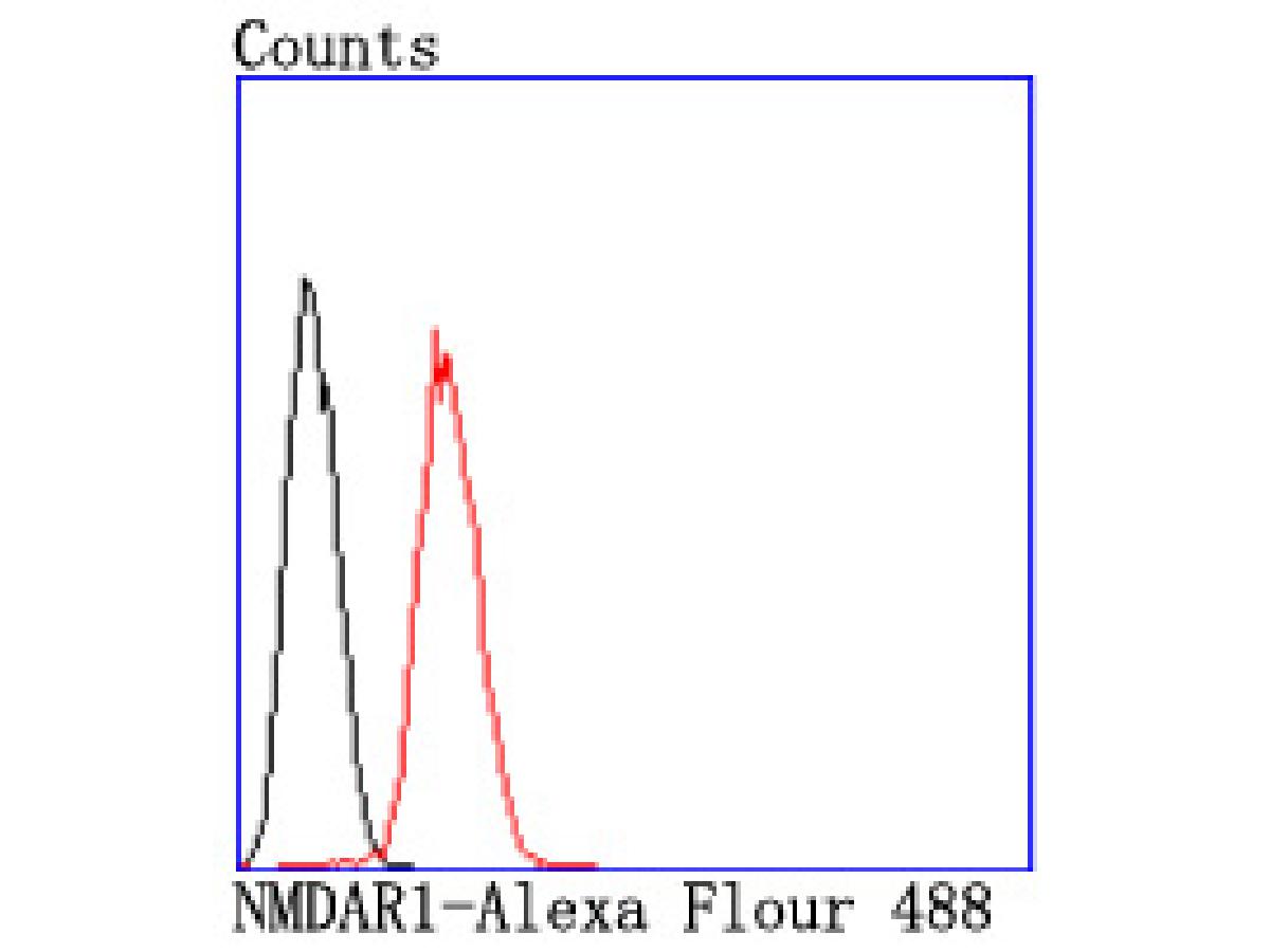 Flow cytometric analysis of NMDAR1 was done on SH-SY5Y cells. The cells were fixed, permeabilized and stained with the primary antibody (ET1703-75, 1/50) (red). After incubation of the primary antibody at room temperature for an hour, the cells were stained with a Alexa Fluor 488-conjugated Goat anti-Rabbit IgG Secondary antibody at 1/1000 dilution for 30 minutes.Unlabelled sample was used as a control (cells without incubation with primary antibody; black).