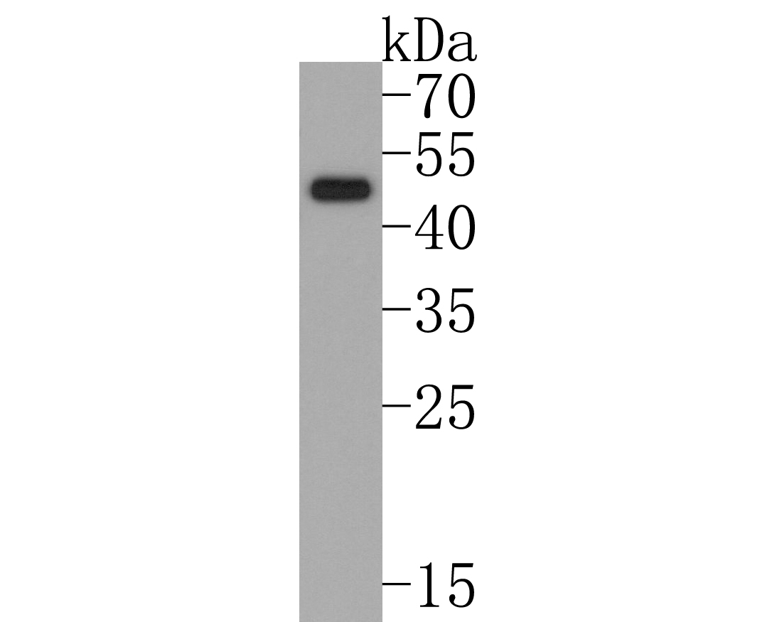 Western blot analysis of FOXA2 on HT-29 cell lysates. Proteins were transferred to a PVDF membrane and blocked with 5% BSA in PBS for 1 hour at room temperature. The primary antibody (ET1703-76, 1/500) was used in 5% BSA at room temperature for 2 hours. Goat Anti-Rabbit IgG - HRP Secondary Antibody (HA1001) at 1:200,000 dilution was used for 1 hour at room temperature.