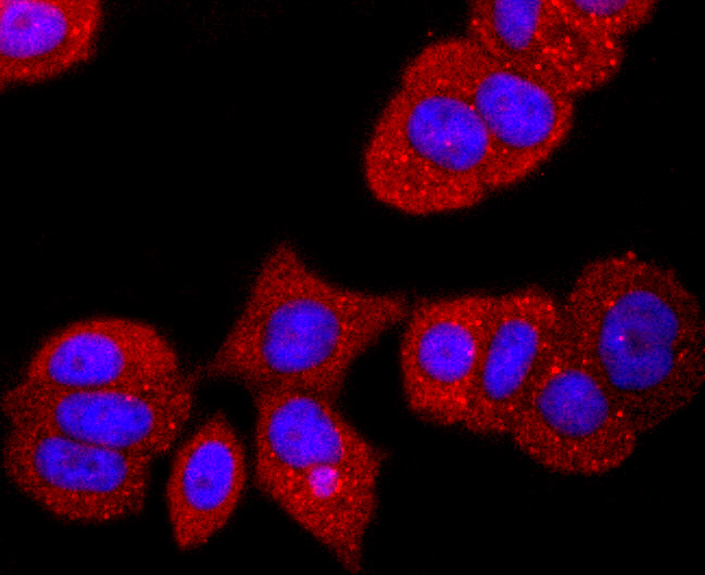 ICC staining of TTR in MCF-7 cells (red). Formalin fixed cells were permeabilized with 0.1% Triton X-100 in TBS for 10 minutes at room temperature and blocked with 1% Blocker BSA for 15 minutes at room temperature. Cells were probed with the primary antibody (ET1703-83, 1/50) for 1 hour at room temperature, washed with PBS. Alexa Fluor®594 Goat anti-Rabbit IgG was used as the secondary antibody at 1/1,000 dilution. The nuclear counter stain is DAPI (blue).