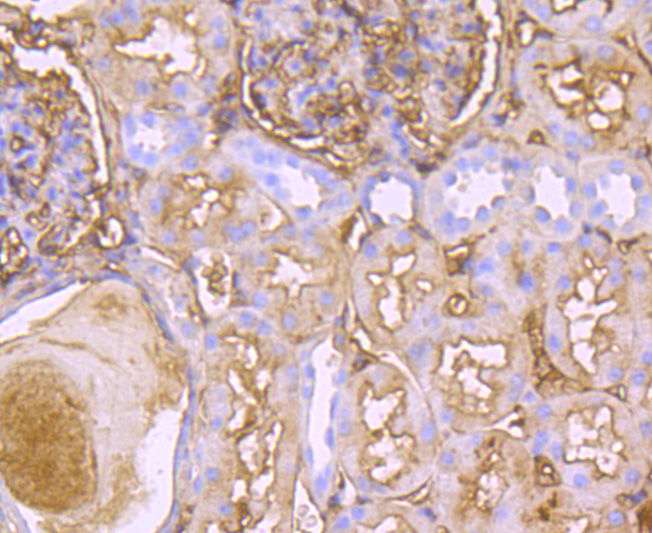 Immunohistochemical analysis of paraffin-embedded human kidney tissue using anti-TTR antibody. The section was pre-treated using heat mediated antigen retrieval with Tris-EDTA buffer (pH 8.0-8.4) for 20 minutes.The tissues were blocked in 5% BSA for 30 minutes at room temperature, washed with ddH2O and PBS, and then probed with the primary antibody (ET1703-83, 1/50) for 30 minutes at room temperature. The detection was performed using an HRP conjugated compact polymer system. DAB was used as the chromogen. Tissues were counterstained with hematoxylin and mounted with DPX.