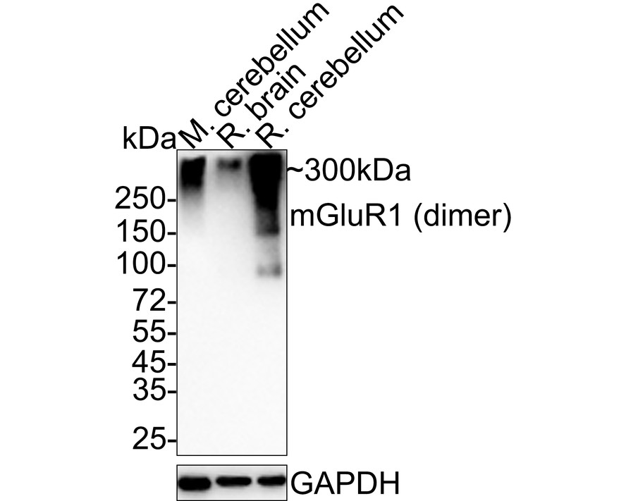 Western blot analysis of mGluR1 on rat brain cell lysates with Rabbit anti-mGluR1 antibody (ET1703-84) at 1/500 dilution.<br />
<br />
Lysates/proteins at 20 µg/Lane.<br />
<br />
Predicted band size: 132 kDa<br />
Observed band size: 250 kDa<br />
<br />
<br />
Proteins were transferred to a PVDF membrane and blocked with 5% NFDM/TBST for 1 hour at room temperature. The primary antibody (ET1703-84) at 1/500 dilution was used in 5% NFDM/TBST at room temperature for 2 hours. Goat Anti-Rabbit IgG - HRP Secondary Antibody (HA1001) at 1:300,000 dilution was used for 1 hour at room temperature.