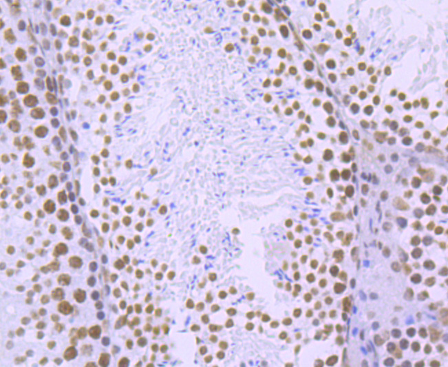 Immunohistochemical analysis of paraffin-embedded mouse testis tissue using anti-Phospho-POLR2A (S2) antibody. The section was pre-treated using heat mediated antigen retrieval with sodium citrate buffer (pH 6.0) for 20 minutes. The tissues were blocked in 1% BSA for 30 minutes at room temperature, washed with ddH2O and PBS, and then probed with the primary antibody (ET1703-86, 1/50)  for 30 minutes at room temperature. The detection was performed using an HRP conjugated compact polymer system. DAB was used as the chromogen. Tissues were counterstained with hematoxylin and mounted with DPX.
