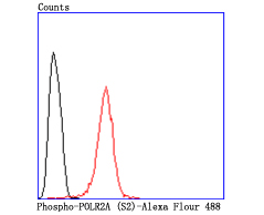 Flow cytometric analysis of Phospho-POLR2A (S2) was done on Hela cells. The cells were fixed, permeabilized and stained with the primary antibody (ET1703-86, 1/50) (red). After incubation of the primary antibody at room temperature for an hour, the cells were stained with a Alexa Fluor®488 conjugate-Goat anti-Rabbit IgG Secondary antibody at 1/1,000 dilution for 30 minutes.Unlabelled sample was used as a control (cells without incubation with primary antibody; black).