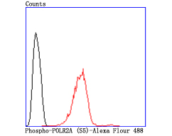Flow cytometric analysis of Phospho-POLR2A (S5) was done on Hela cells. The cells were fixed, permeabilized and stained with the primary antibody (ET1703-87, 1/50) (red). After incubation of the primary antibody at room temperature for an hour, the cells were stained with a Alexa Fluor®488 conjugate-Goat anti-Rabbit IgG Secondary antibody at 1/1,000 dilution for 30 minutes.Unlabelled sample was used as a control (cells without incubation with primary antibody; black).