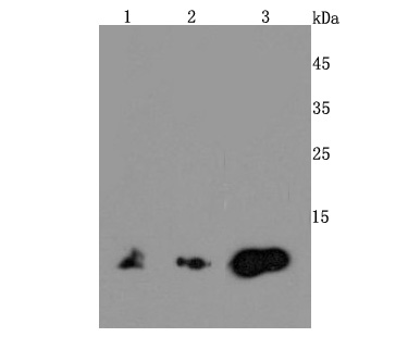 Western blot analysis of MIF on different lysates. Proteins were transferred to a PVDF membrane and blocked with 5% BSA in PBS for 1 hour at room temperature. The primary antibody (ET1703-89, 1/500) was used in 5% BSA at room temperature for 2 hours. Goat Anti-Rabbit IgG - HRP Secondary Antibody (HA1001) at 1:200,000 dilution was used for 1 hour at room temperature.<br />
Positive control: <br />
Lane 1: Mouse brain tissue lysate<br />
Lane 2: Jurkat cell lysate<br />
Lane 3: Hela cell lysate