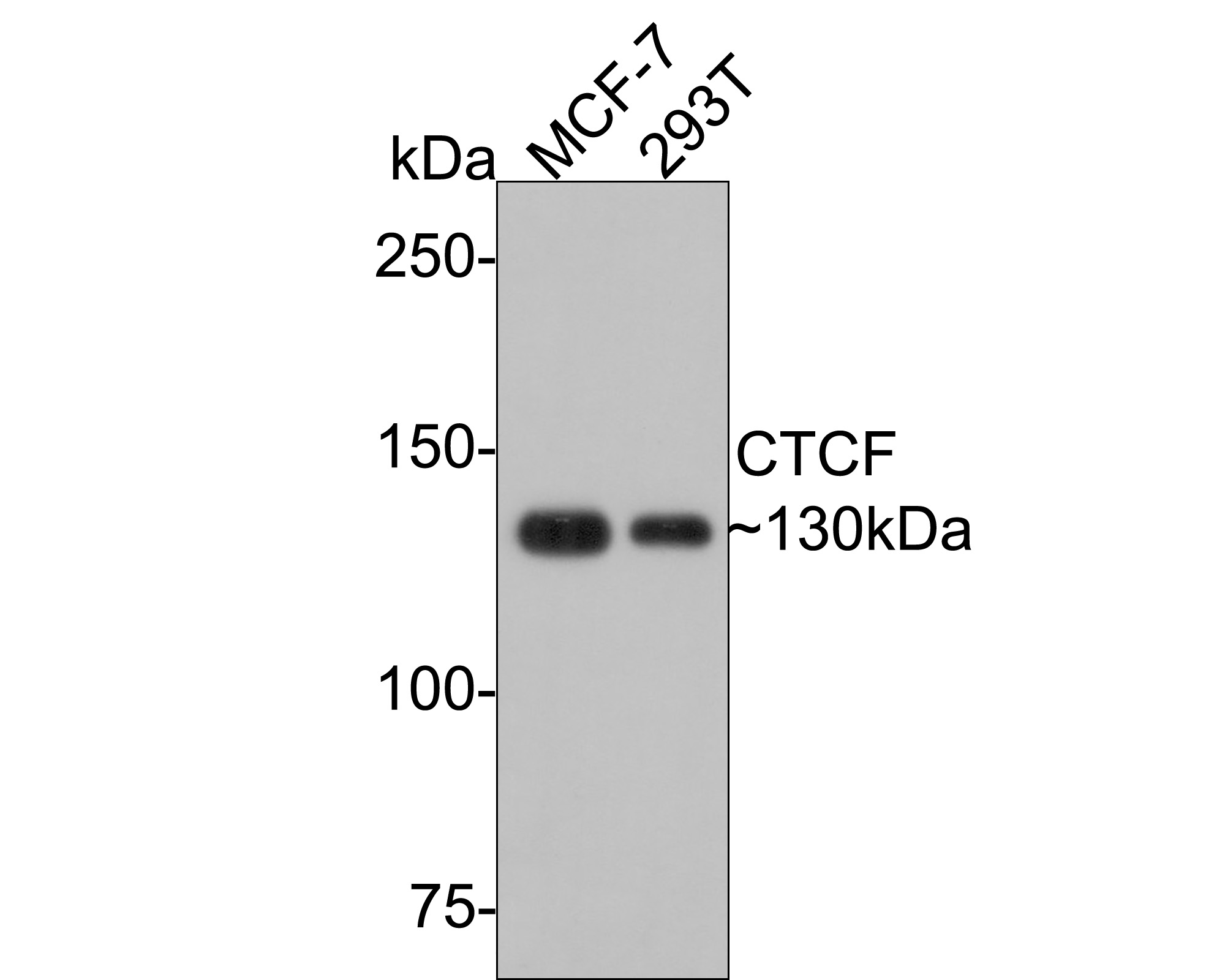 Western blot analysis of CTCF on MCF-7 cell lysates. Proteins were transferred to a PVDF membrane and blocked with 5% BSA in PBS for 1 hour at room temperature. The primary antibody (ET1703-90, 1/500) was used in 5% BSA at room temperature for 2 hours. Goat Anti-Rabbit IgG - HRP Secondary Antibody (HA1001) at 1:5,000 dilution was used for 1 hour at room temperature.