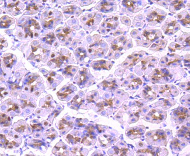 Immunohistochemical analysis of paraffin-embedded mouse stomach tissue using anti-CTCF antibody. The section was pre-treated using heat mediated antigen retrieval with Tris-EDTA buffer (pH 8.0-8.4) for 20 minutes.The tissues were blocked in 5% BSA for 30 minutes at room temperature, washed with ddH2O and PBS, and then probed with the primary antibody (ET1703-90, 1/50) for 30 minutes at room temperature. The detection was performed using an HRP conjugated compact polymer system. DAB was used as the chromogen. Tissues were counterstained with hematoxylin and mounted with DPX.